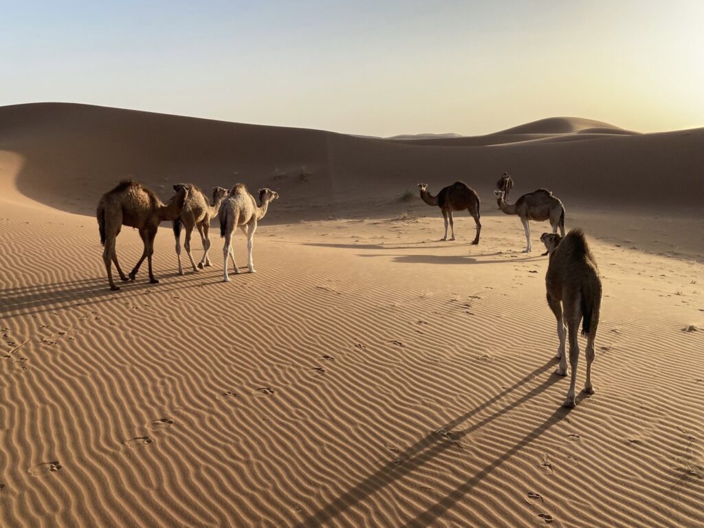 Dunes dromadaires